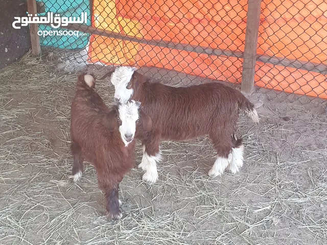 تيوس عمانيه لباني