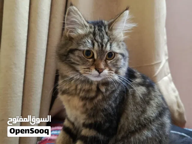 قطط 2 نثيات واحد فحل للبيع الوحده  ب 25  ناصريه تعبانين عليهن وكلشي مابيهن