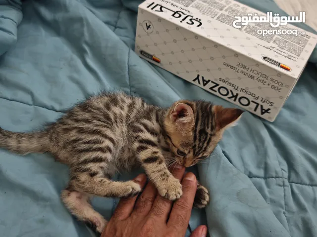 قطط بيبي بنغال