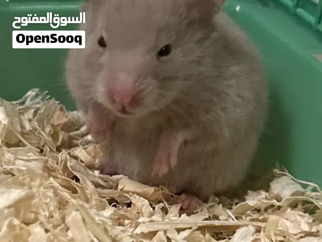 Cute rare color hamster