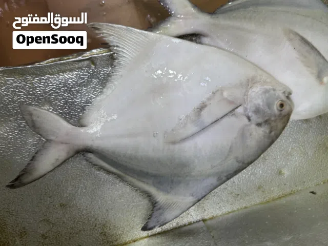 اسماك البحر