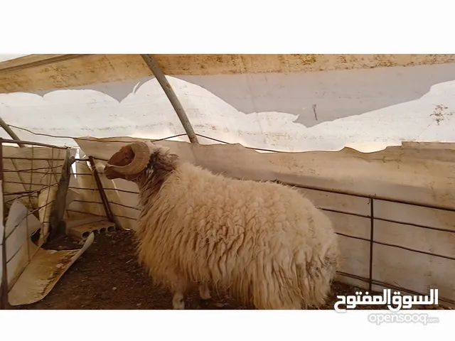 كبش لحم طيب