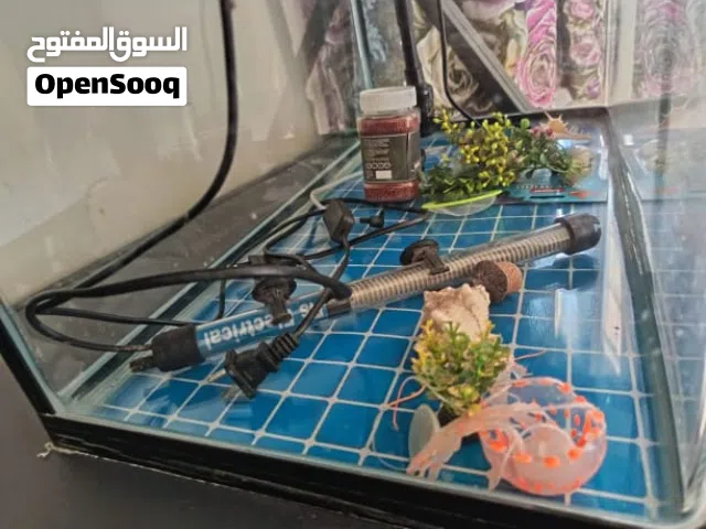 للبيع خوض أسماك