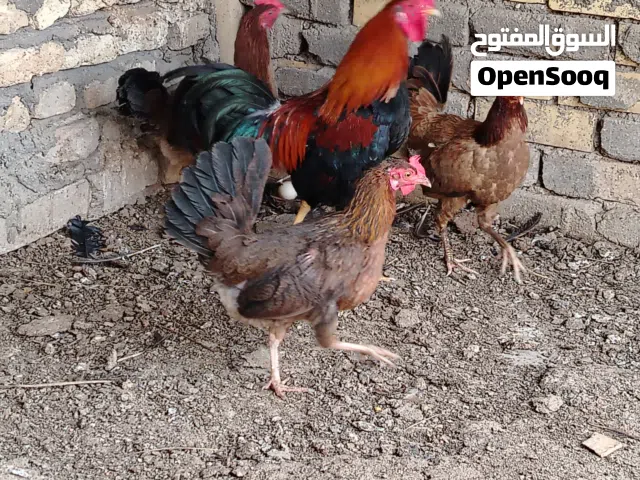 سلام عليكم بسبب الوعود الكاذبة أعادت النشر متاح 3 دجاجات وديج كويتي شمسي