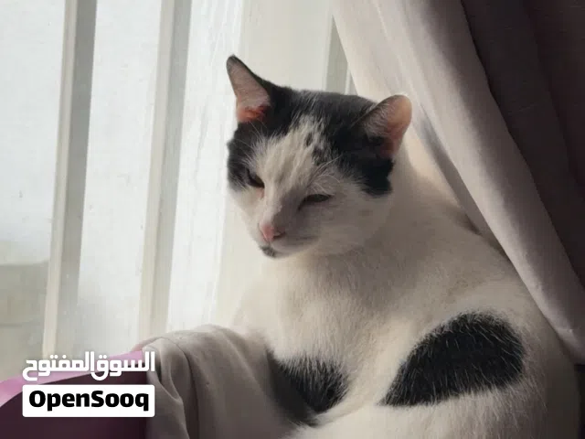 قطط للتبني ذكور