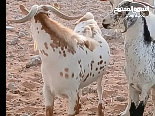 تيوس صلاليات للبيع