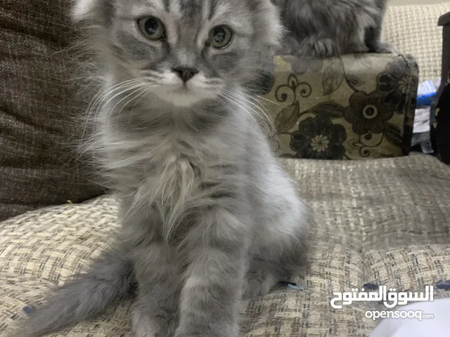 قط كيتن شيرازي رصاصي للبيع