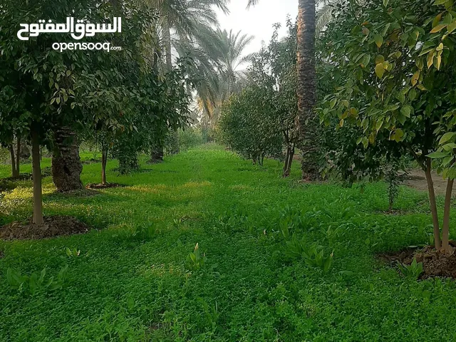 1 Bedroom Farms for Sale in Baghdad Madain