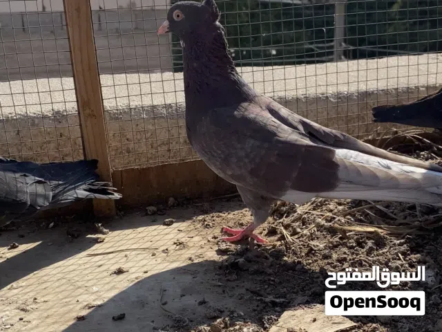 السلام عليكم حمام لوت للبيع اقرة الوصف