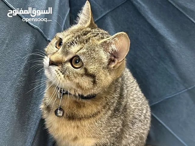 قطه انثى سكوتش عمر 5 شهور