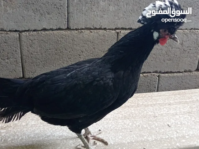 متاح سيت بالوني تركي الجزيره باب الهوى