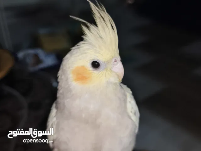 سلام عليكم كوكتيل لبيع