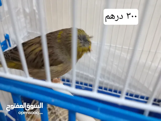 كناريات اذكوره