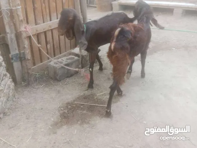 للبيع صخله شاميه وراها فحل شاميه