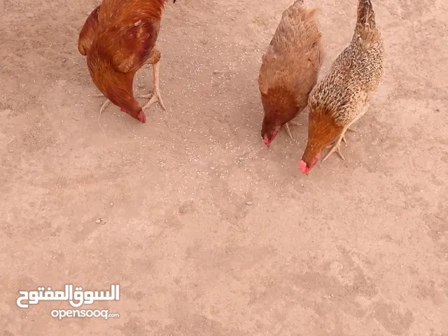 دجاج للبيع