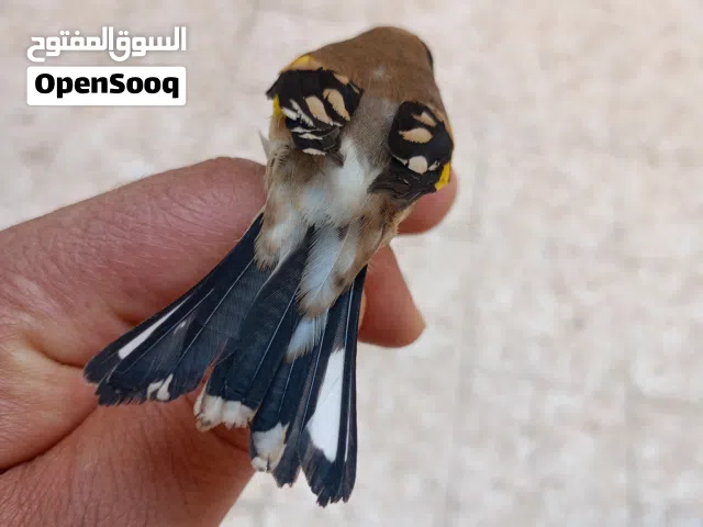 دجوقة عراقية