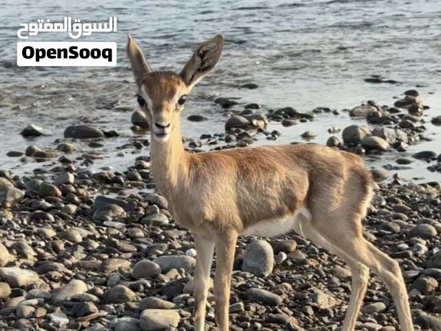 ذكر غزال الدماني أليف