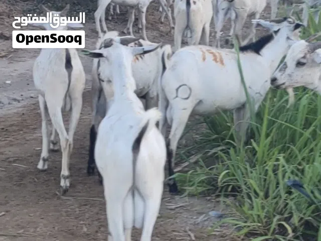 اضاحي صوماليات مطعومات