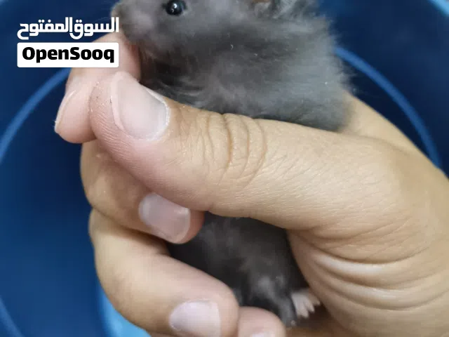 هامسترات لعوبات ألوان جميلة صحة ونظافة صلاة النبي