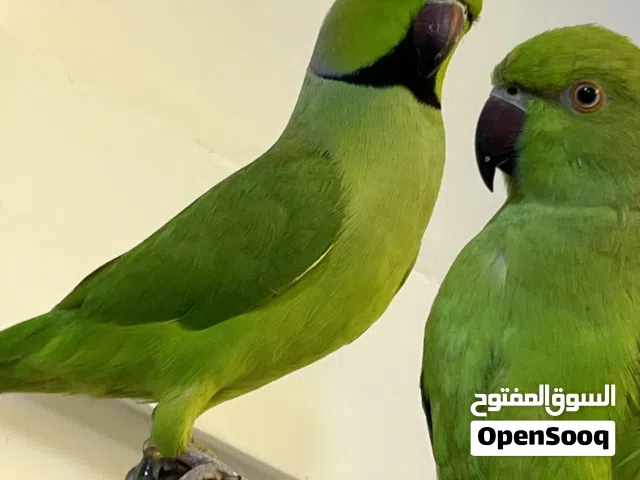 دره أليفه نقيه وفحل للبيع السعر 375