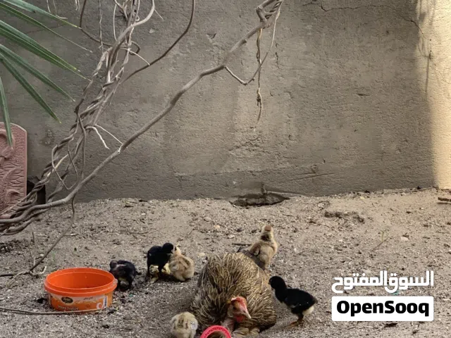 دجاجه معه الافراخ