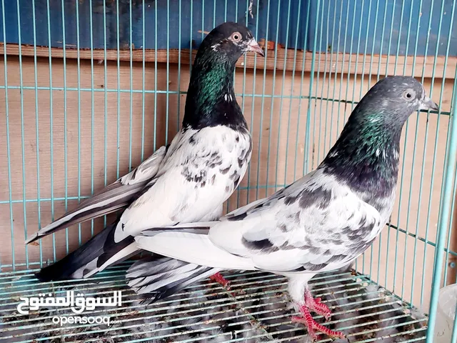 حمام باكستاني للبيع