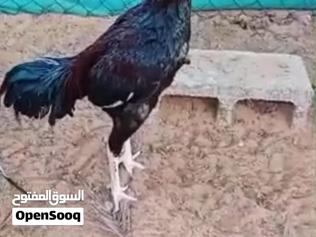 ديك باكستاني