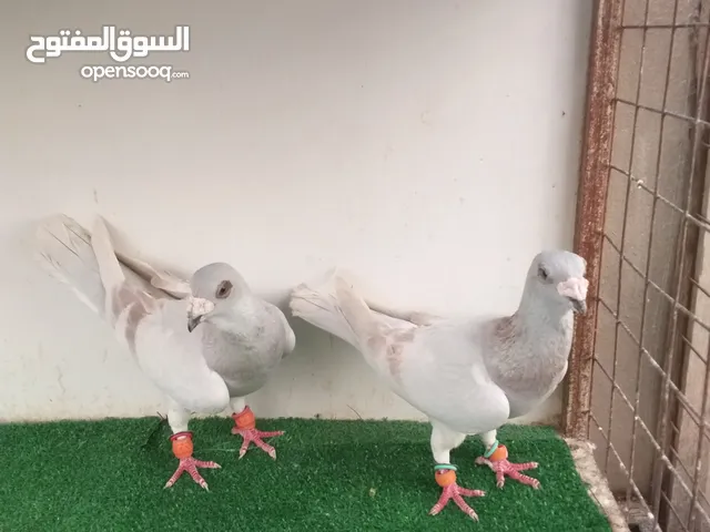 5حبات طيور حمام للبيع