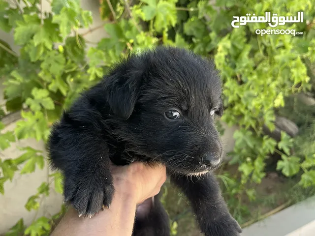 جرو ذكر للبيع ربي يبارك رويال بلاك