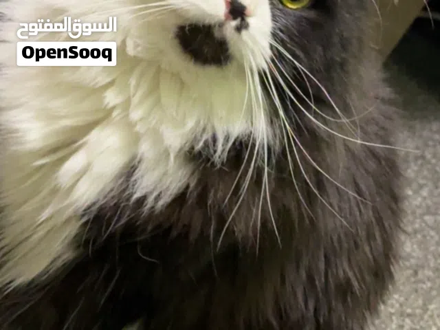 قط باندا ذكر شيرازي