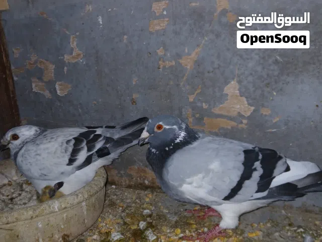 جواز حمام انواع شغاله فراخ موجود  ختوم فراخ