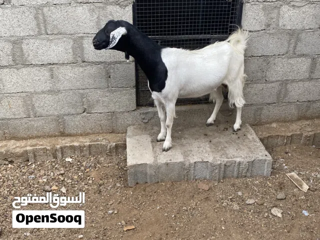 شاه تهجين بكستاني