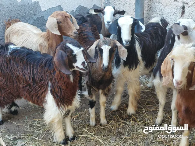 أغنام للبيع اقرأ الوصف