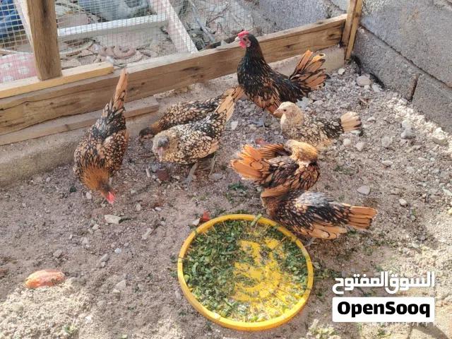 متاح اسباني على وجه ابياض العمر 5 اشهر