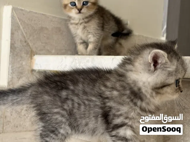 قطط سكوتش ستريت وفولد العمر شهرين