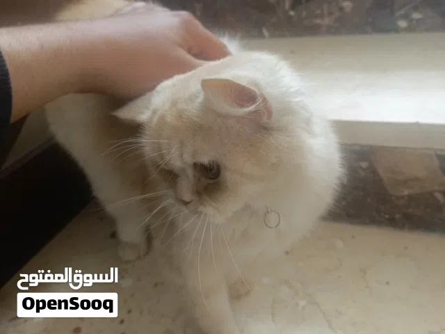 يوجد توصيل داخل الزرقاء 3 خارج الزرقاء 5دنانير نشيلا انثي نضيفه ماخد كم مطعوم بس دفتر المطعيم ضايع