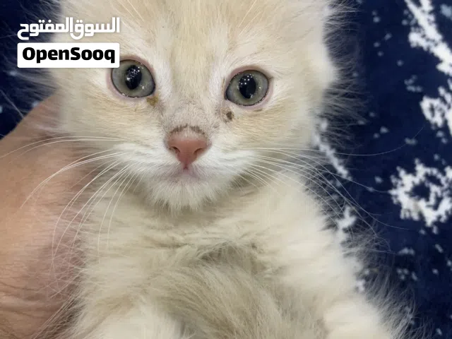 للبيع قطط كيتن العمر شهرين