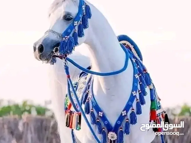 جوز حبش السود