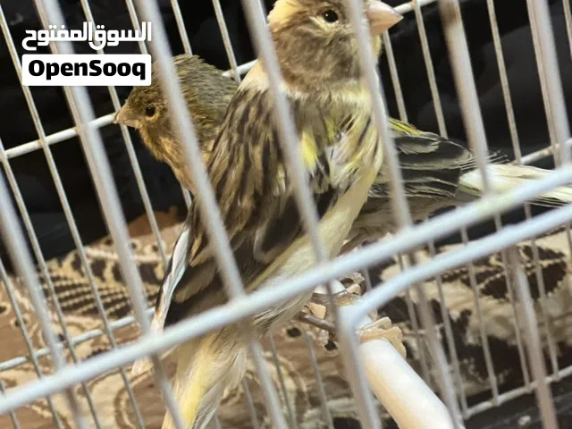 ثلاث كناريات تمبرادو الاسباني  من خال بوتن مخاليف وزوج نرويجي