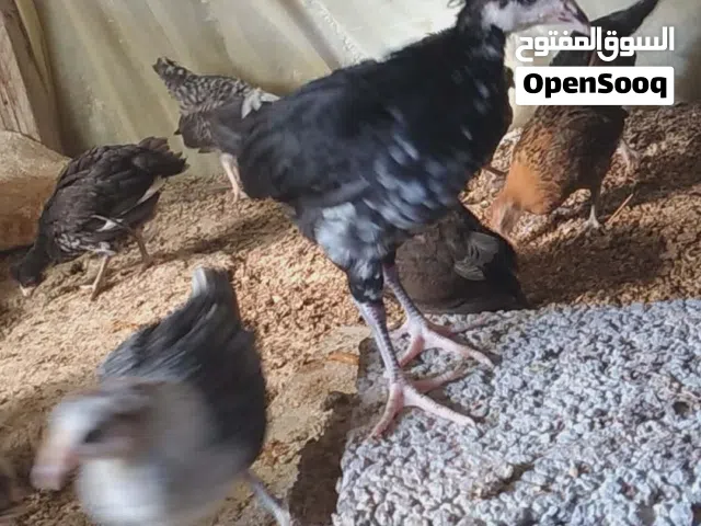 كتكوت عربي عمر 3شهور