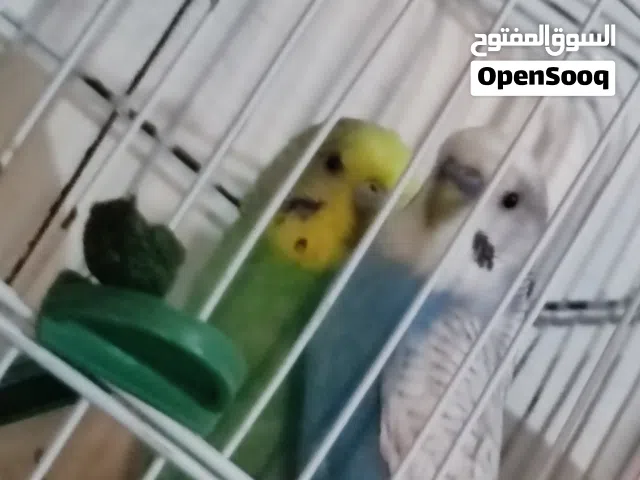 السلام عليكم كوبيه مصوقره لا قوه إله ب الله