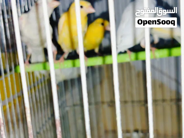 جوز كناري ابيض معه 4 فراخ ما شاء الله تبارك الله