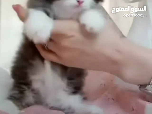 قطقوط دلوع ودبدوب ونضيف جدا