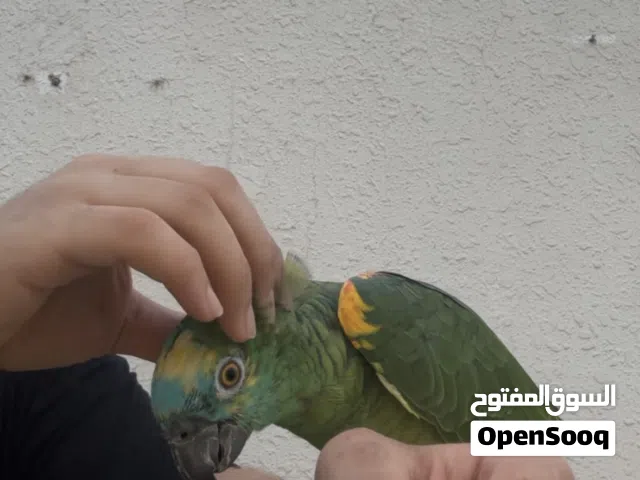 أمازون بلو فرنتد متكلم بطلاقة اليف جدا يصلح للأطفال سوبر جامبو طير نضيف من الآخر يتكلم جمل جميل جدا