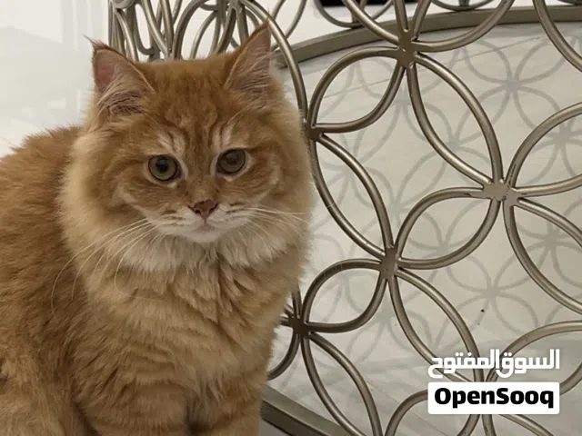 قط شيرازي لونه جميل عمره 11شهر اليف جداً وبصحه ممتازه ويصلح لتزاوج والإنجاب قبل 450 والان ب350