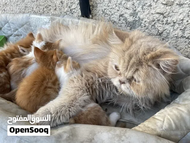 للتبني شيرازي