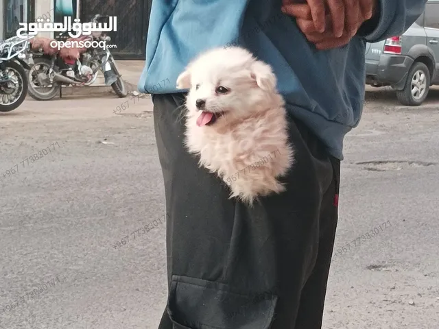 كوتون ديتويلر ، الكلب القطني القزم انثى