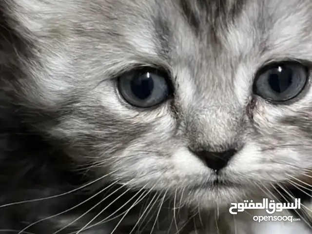 قطط كيتنز شيرازي عددهم 4 3 ابيض واحد اسود ب رمادي