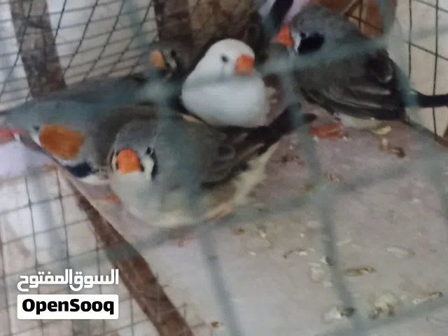 فناجس جانبو مستوه عالي 3 ازواج