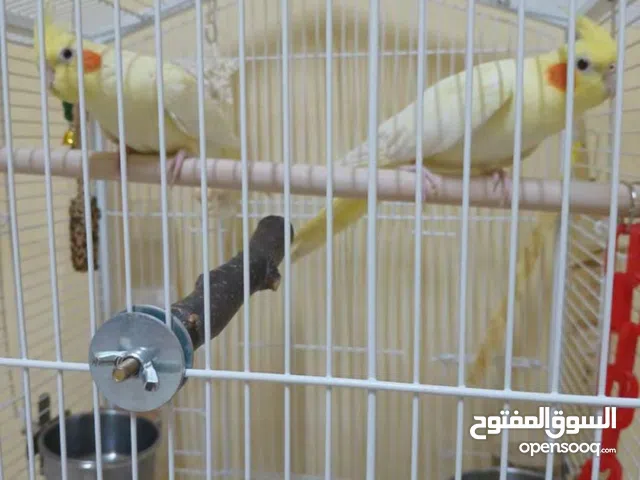 لبيع جوز كروان لاتينوو